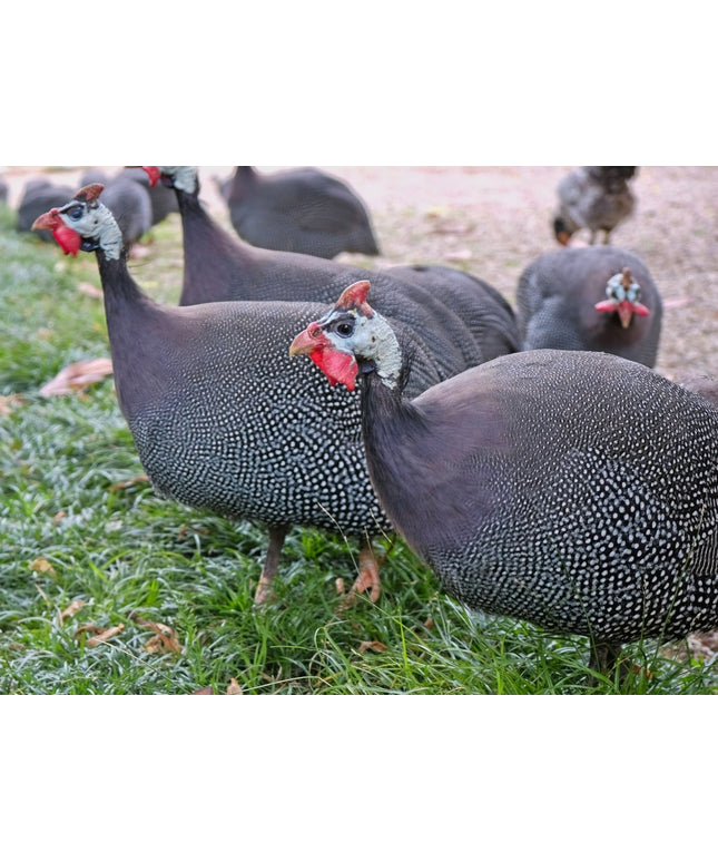 Pearl French Guinea Fowl Keets - (Online Only)