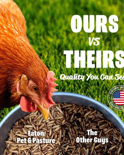 Premium Grubs, USA Grown Dried Black Soldier Fly Larvae, High Calcium Treat for Chickens, Ducks, Wild Birds