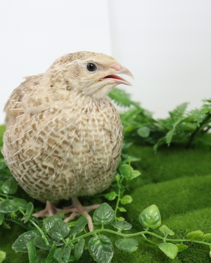 Fertile Quail Eggs – Choose Your Variety - (Online Only)