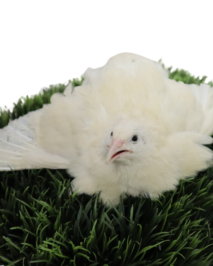 Jumbo White Coturnix Hatching Eggs - (Online Only)