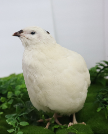 Jumbo White Coturnix Hatching Eggs - (Online Only)