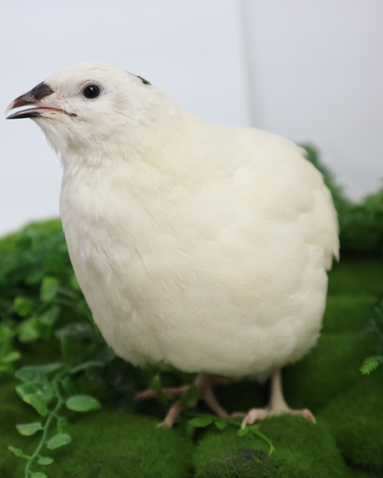 Jumbo White Coturnix Hatching Eggs - (Online Only)