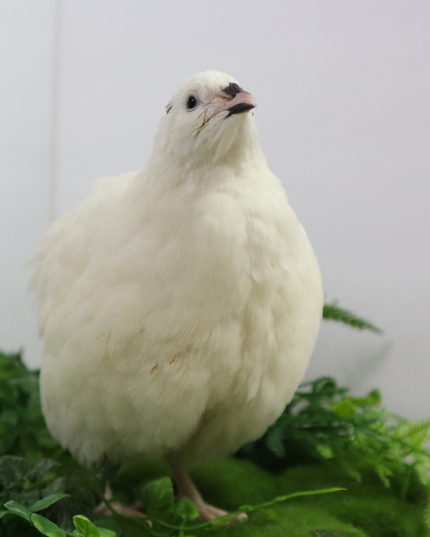 Jumbo White Coturnix Hatching Eggs - (Online Only)