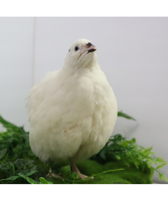 Jumbo White Coturnix Hatching Eggs - (Online Only)