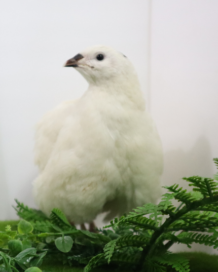 Jumbo White Coturnix Hatching Eggs - (Online Only)