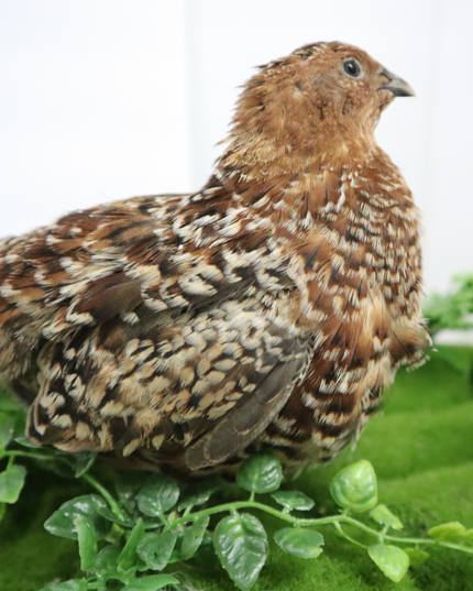 German Chocolate Pansy Quail Hatching Eggs – (Online Only)