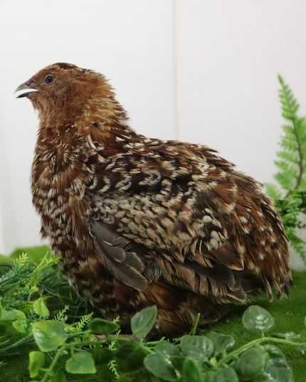 German Chocolate Pansy Quail Hatching Eggs – (Online Only)