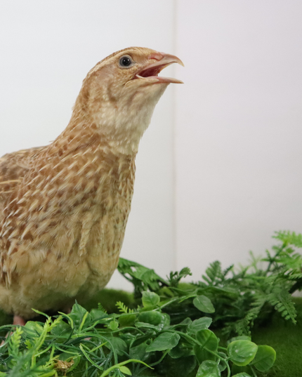 Fertile Quail Eggs – Choose Your Variety - (Online Only)