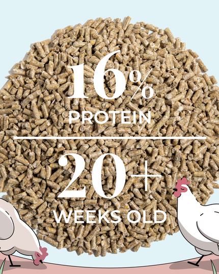 Layer Feed Kit | 1 Month of Organic Feed, Grit & Oyster Shell for 6 Layers