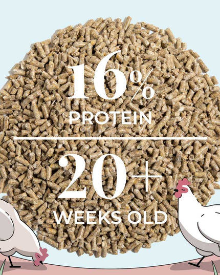 Layer Organic Chicken Feed