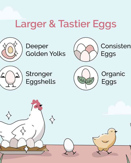 Layer Organic Chicken Feed