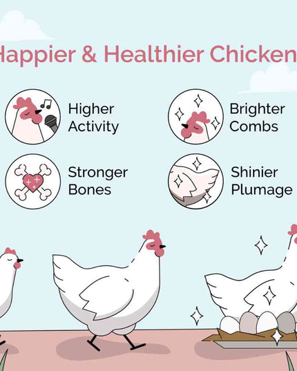 Layer Organic Chicken Feed