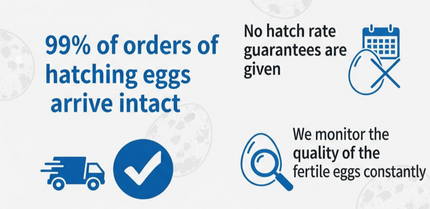 Jumbo Italian Quail Hatching Eggs