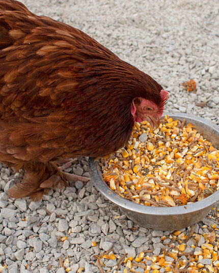 Poultry Queen Mealworm, Premium Corn, Flax Seeds, & Herb Treat For Pet Chickens