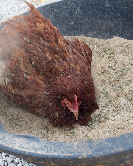 Bathing Dust With Herbs To Prevent & Repel Mites