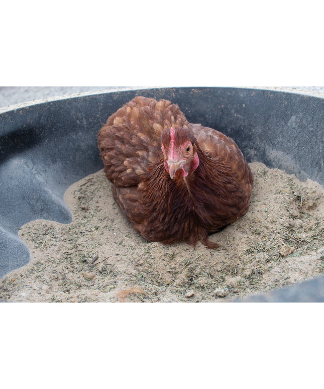 Bathing Dust With Herbs To Prevent & Repel Mites
