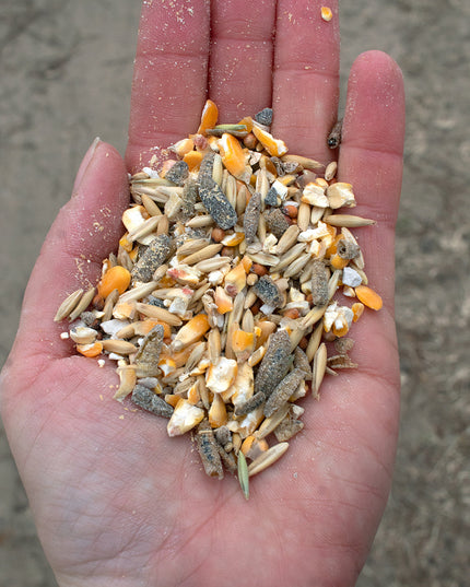 16% Premium Layer Feed With Black Soldier Fly Larvae, Fishmeal, & Herbs {Soy Free + High Protein}