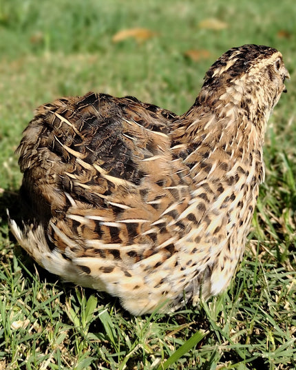 Feather Sexable Celadon Coturnix Hatching Eggs