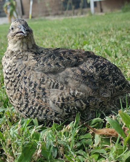 Grau Fee and Grau Fee Tuxedo Coturnix Hatching Eggs