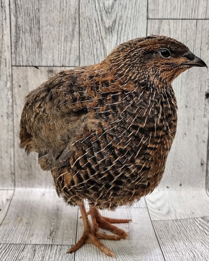 Homesteader Meat Maker hatching eggs
