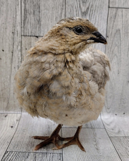Shades of Gray Collection Hatching Eggs