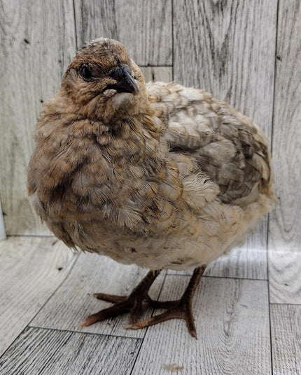 Shades of Gray Collection Hatching Eggs