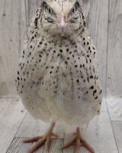Pearl Fee Hatching Eggs