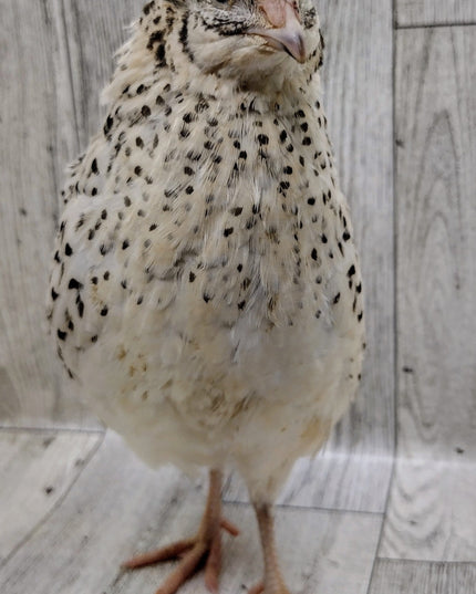 Pearl Fee Hatching Eggs