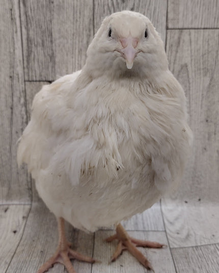 White Celadons hatching eggs