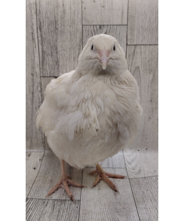 White Celadons hatching eggs