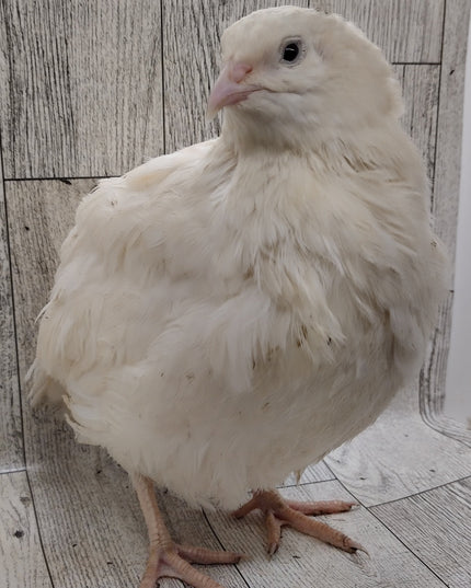 Jumbo White Hatching Eggs