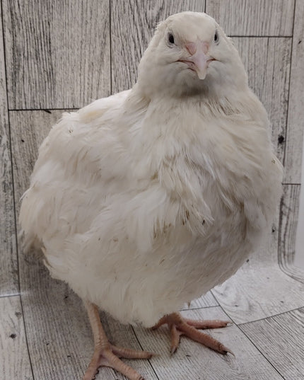 Homesteader Meat Maker hatching eggs