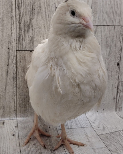 White Celadons hatching eggs