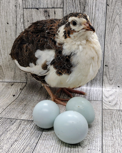 Celadon Color Variety hatching eggs