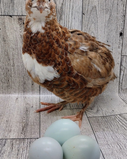 Celadon Color Variety hatching eggs