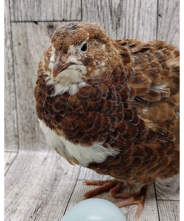 Scarlett and Range hatching eggs