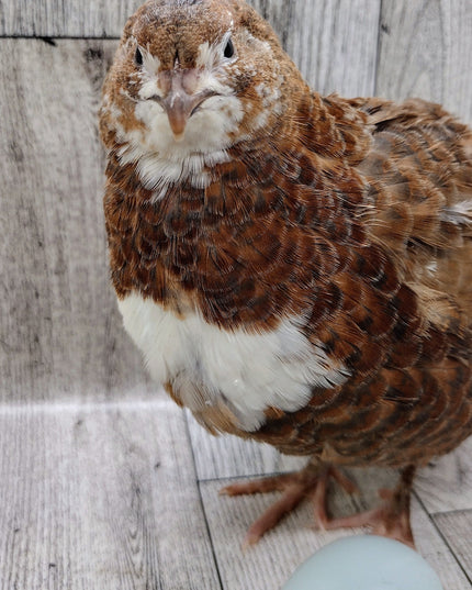 Celadon Color Variety hatching eggs