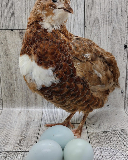 Scarlett and Range hatching eggs