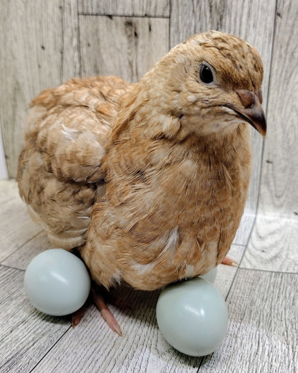 Shades of Gray Collection Hatching Eggs