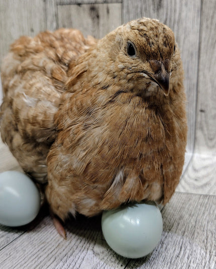 Celadon Color Variety hatching eggs