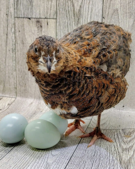 Rosetta and Tibetan Coturnix Hatching Eggs