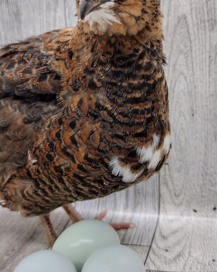 Rosetta and Tibetan Coturnix Hatching Eggs