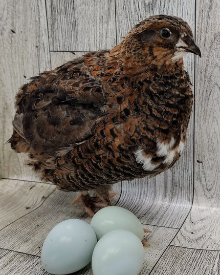 Rosetta and Tibetan Coturnix Hatching Eggs