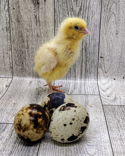 Jumbo White Hatching Eggs
