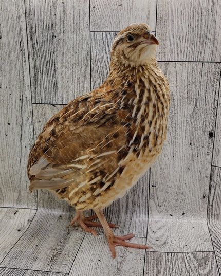 Homesteader Meat Maker hatching eggs