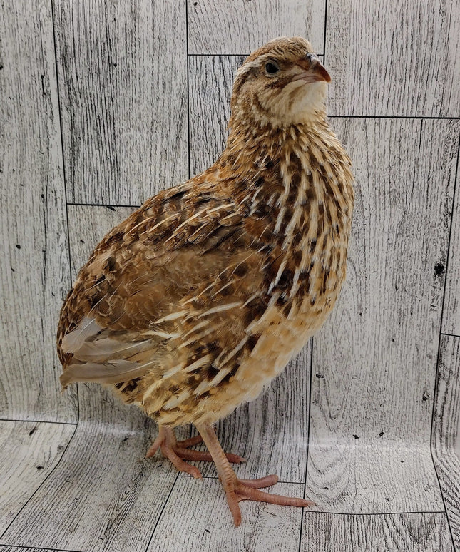 Homesteader Meat Maker hatching eggs