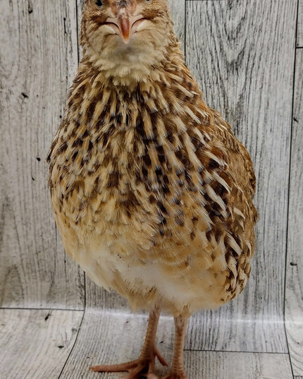 Homesteader Meat Maker hatching eggs