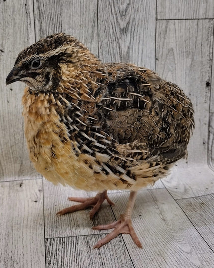 Jumbo Brown Coturnix Hatching Eggs