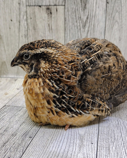Jumbo Sex Link Hatching eggs