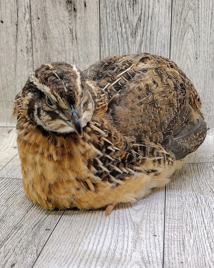 Jumbo Brown Coturnix Hatching Eggs